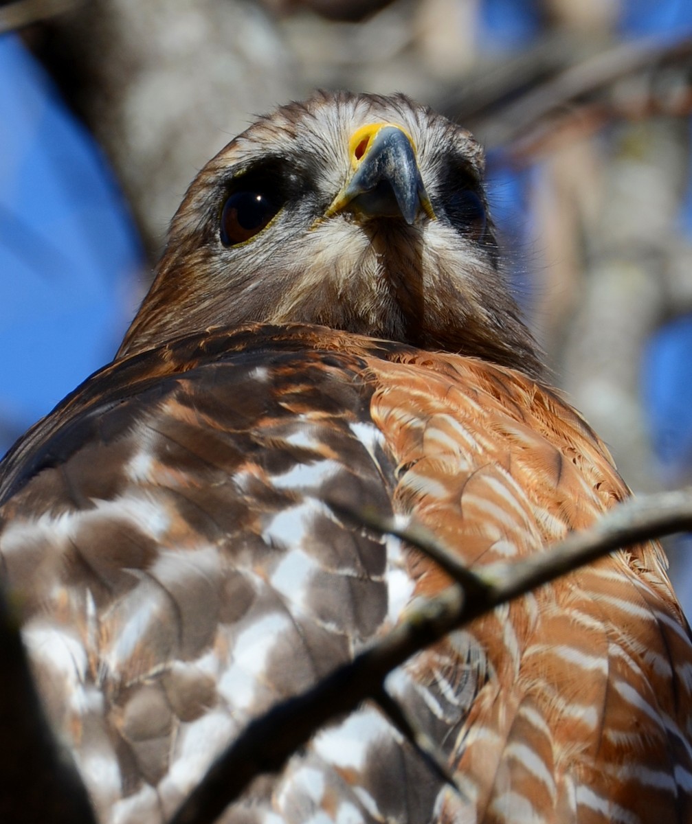 Buse à épaulettes - ML647303924