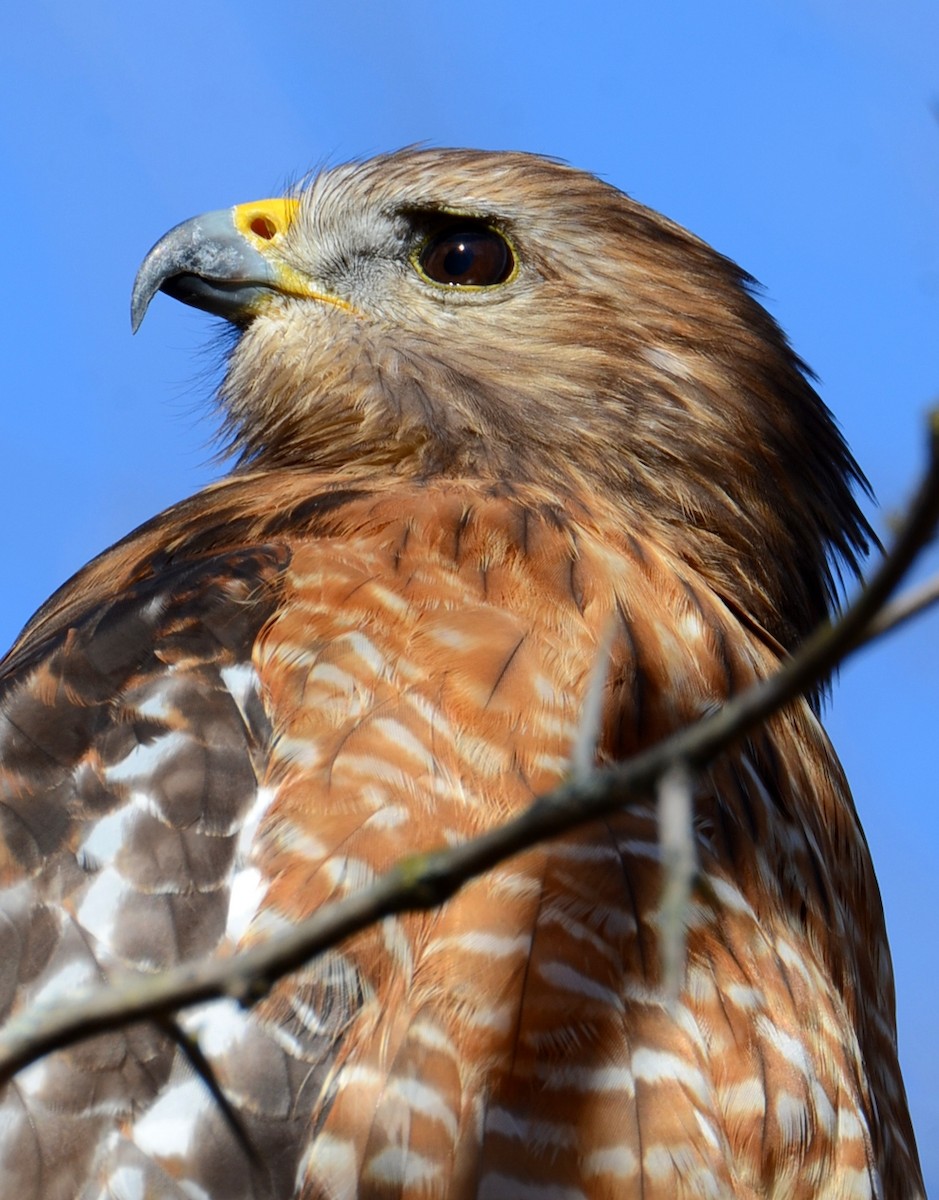 Buse à épaulettes - ML647303925