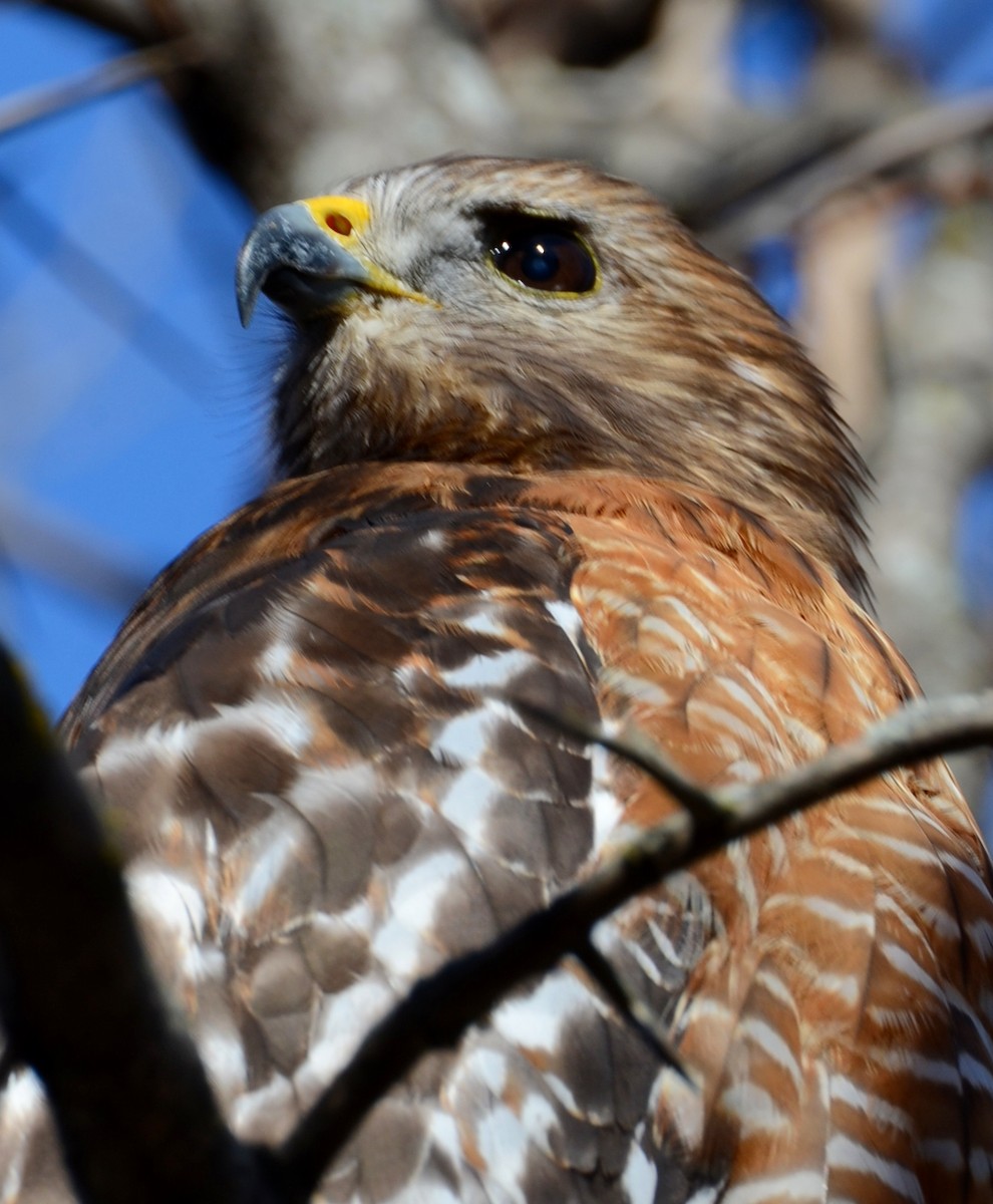 Buse à épaulettes - ML647303926