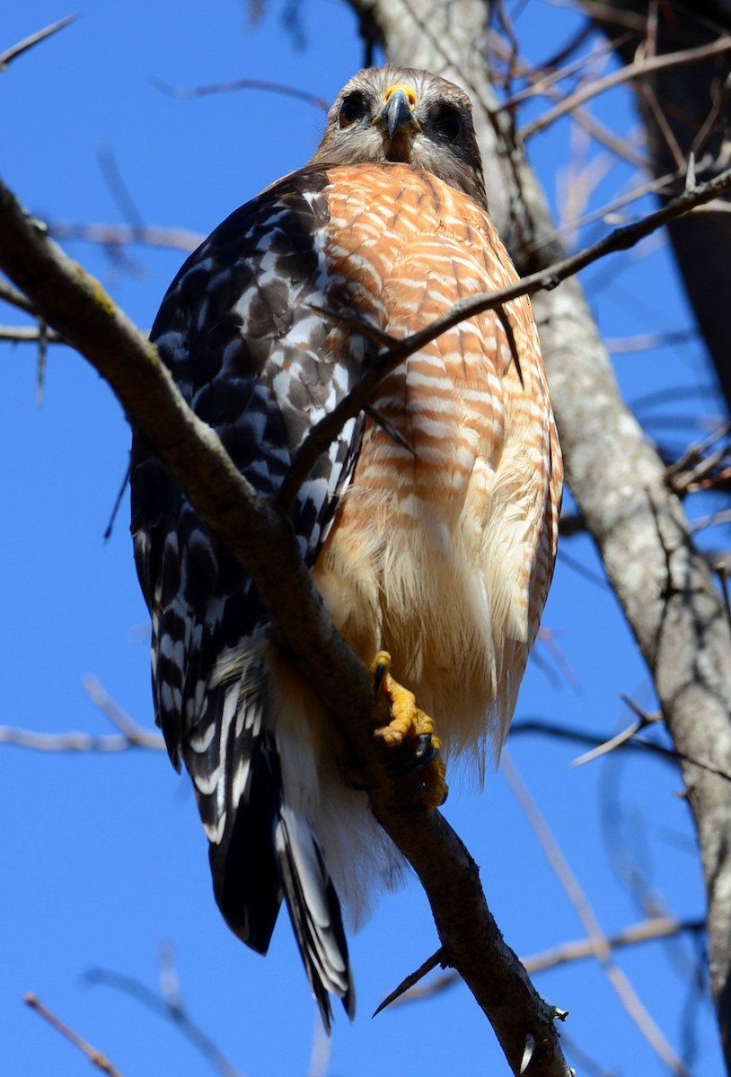 Buse à épaulettes - ML647303927