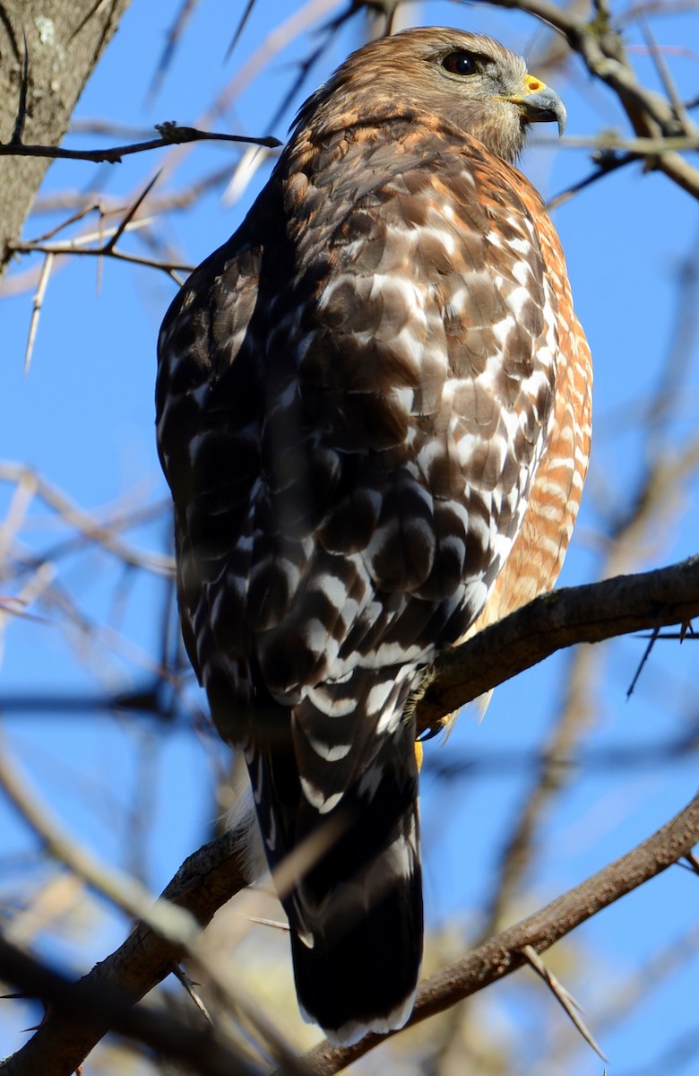 Buse à épaulettes - ML647303928