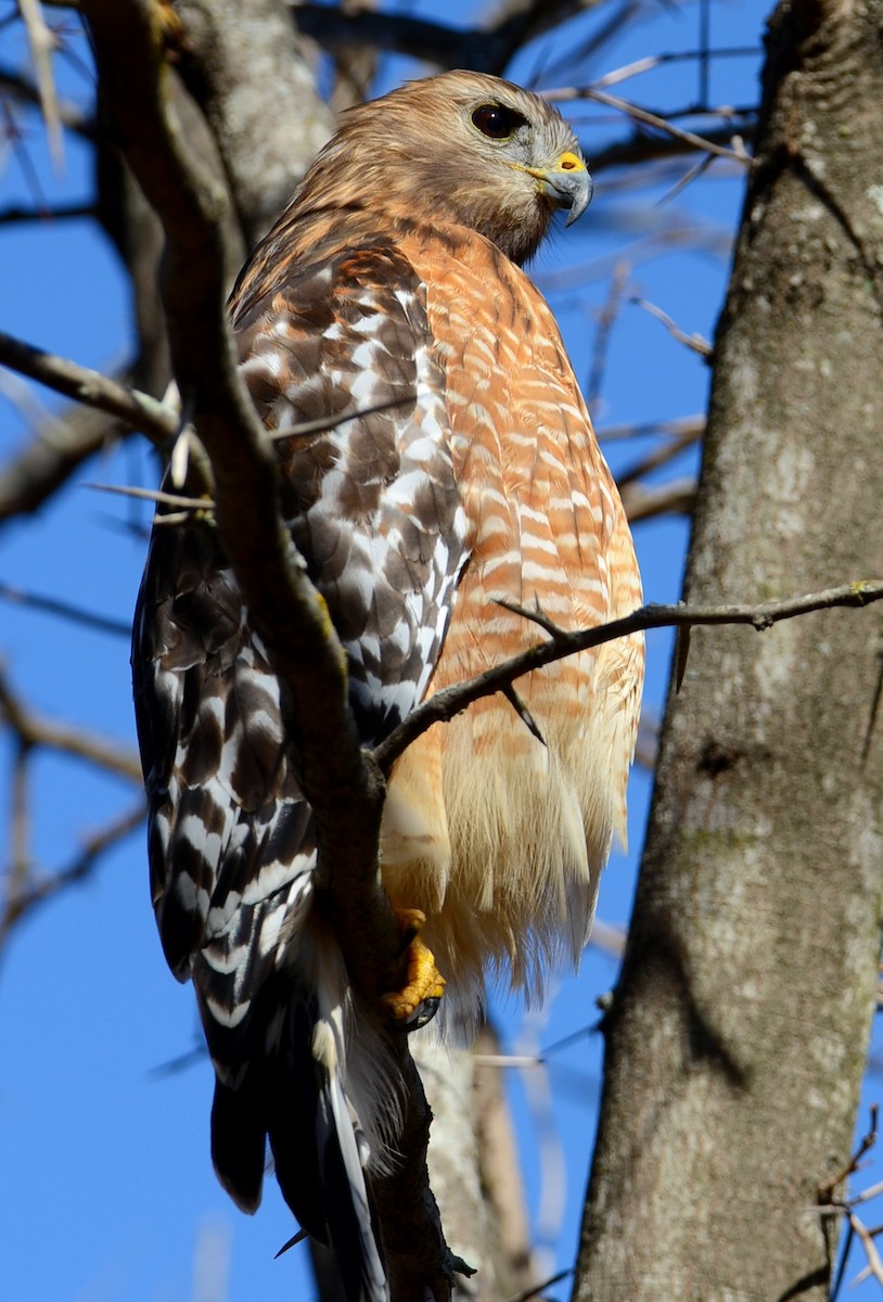 Buse à épaulettes - ML647303929