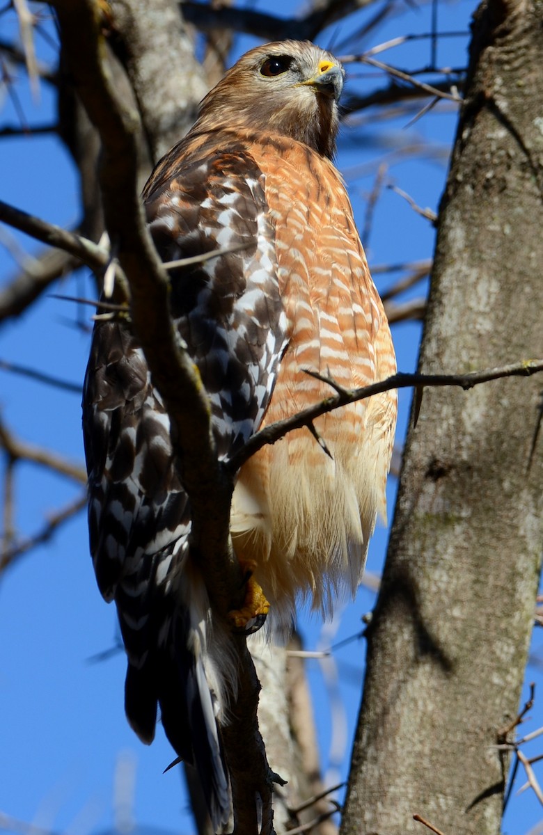 Buse à épaulettes - ML647303930