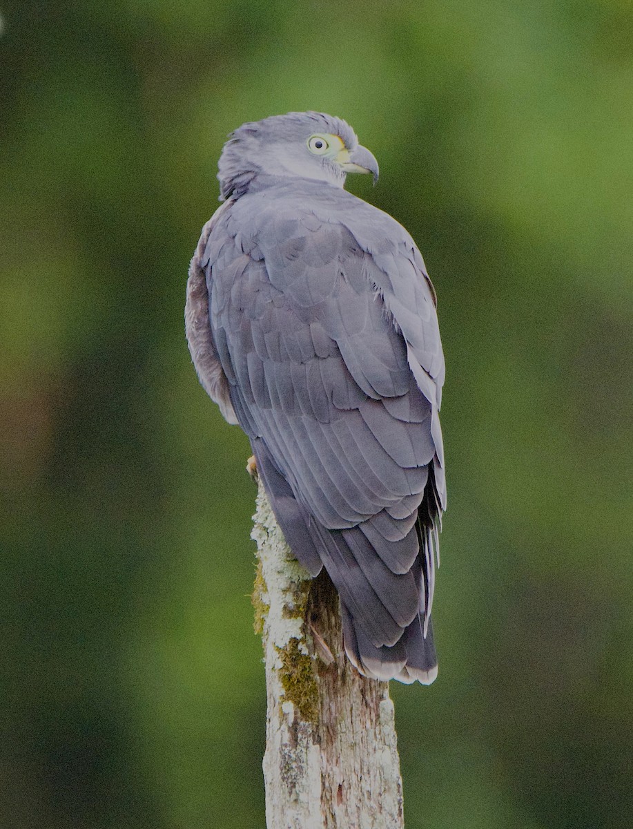 Hook-billed Kite - ML647303935