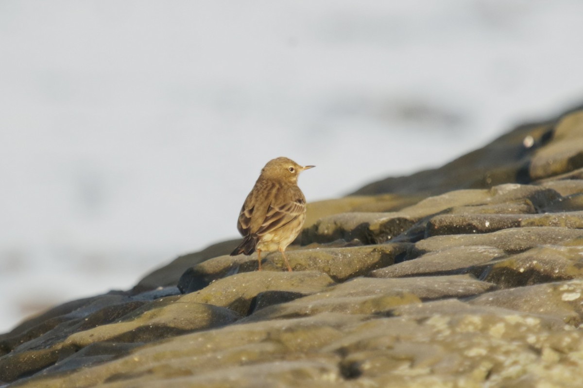 Rock Pipit - ML647303940