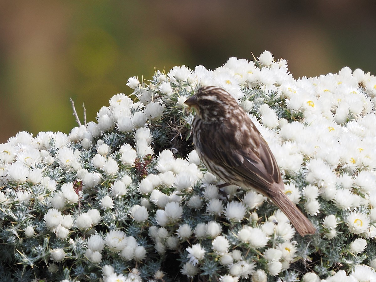 Streaky Seedeater - ML647303947