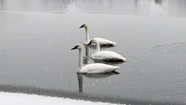 Trumpeter Swan - ML647303950