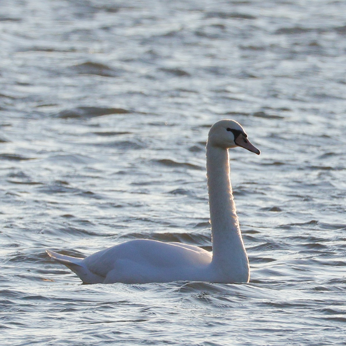 labuť velká - ML647303954