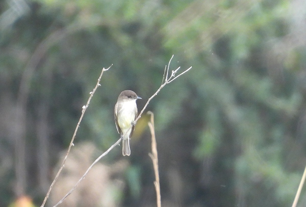 Eastern Phoebe - ML647303956