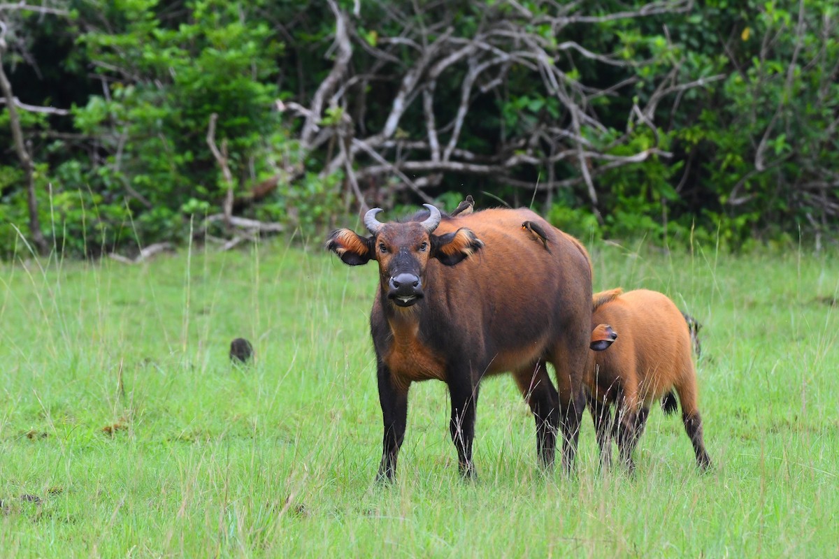 Sarı Gagalı Kenekuşu - ML647303966
