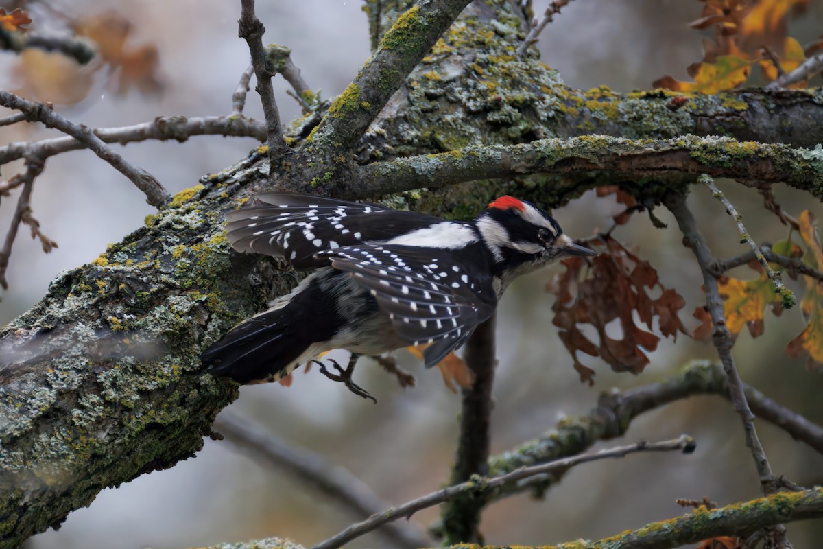 Downy Woodpecker - ML647303973