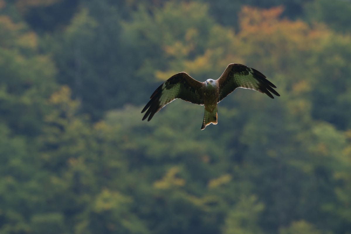 Red Kite (Red) - ML647303992