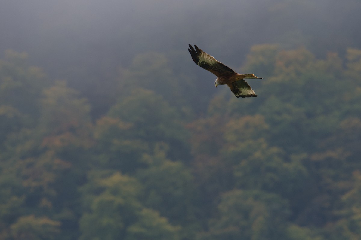 Red Kite (Red) - ML647303993