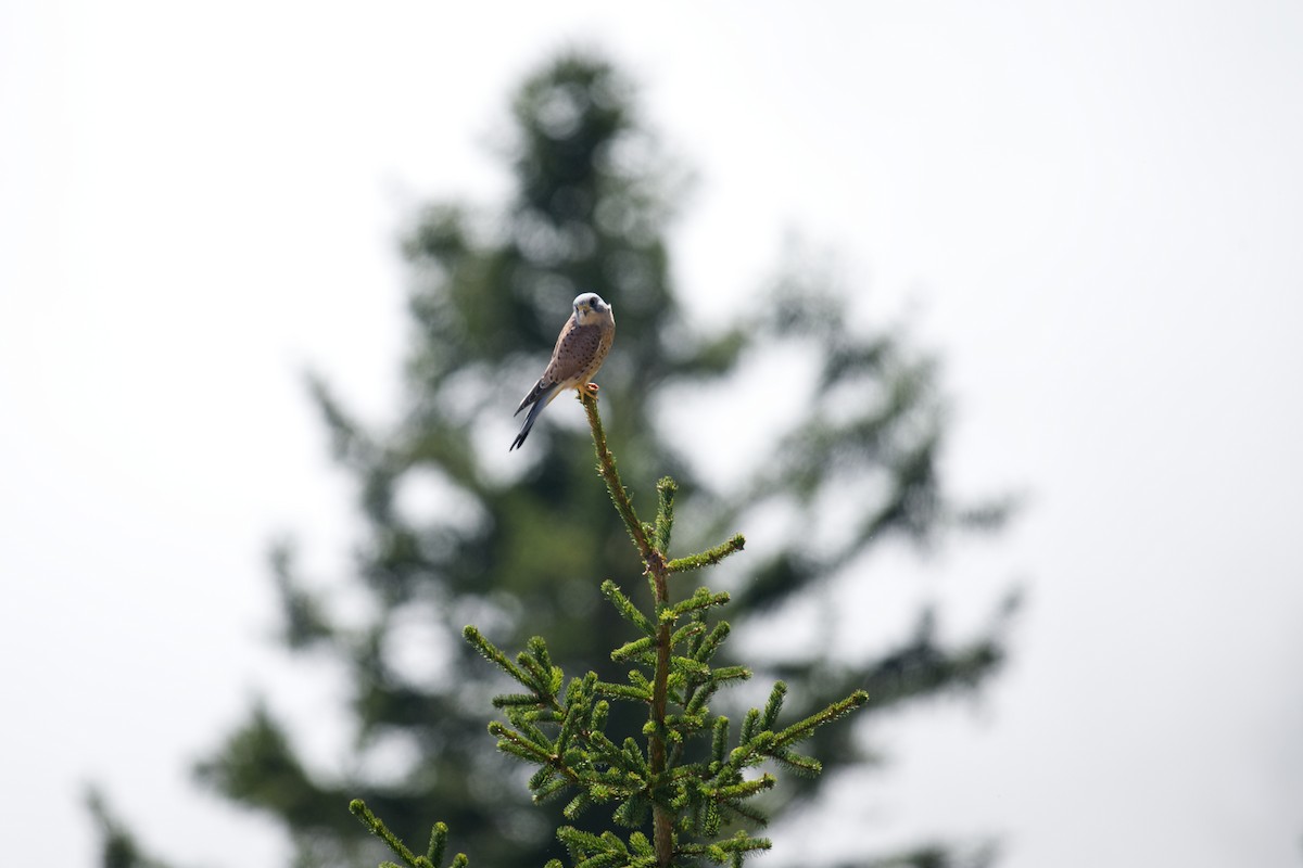 Eurasian Kestrel (Eurasian) - ML647304015