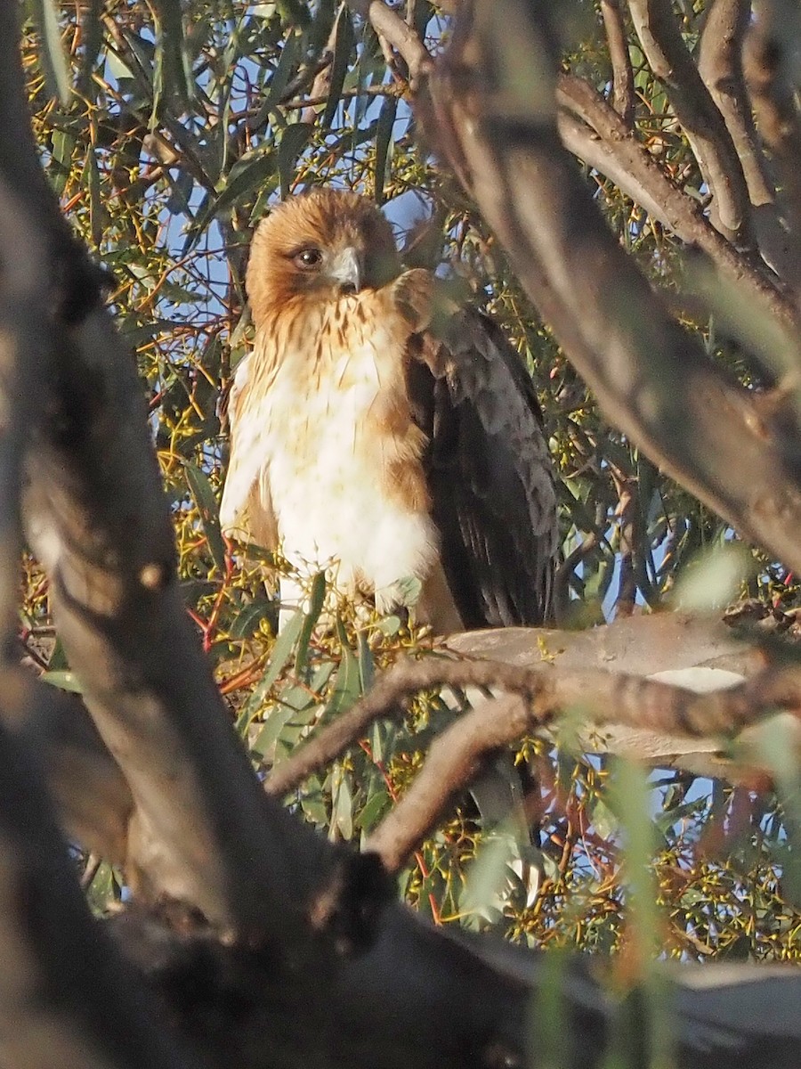 アカヒメクマタカ - ML647304016