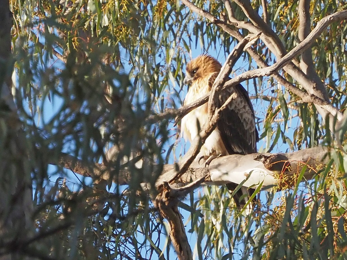 アカヒメクマタカ - ML647304017