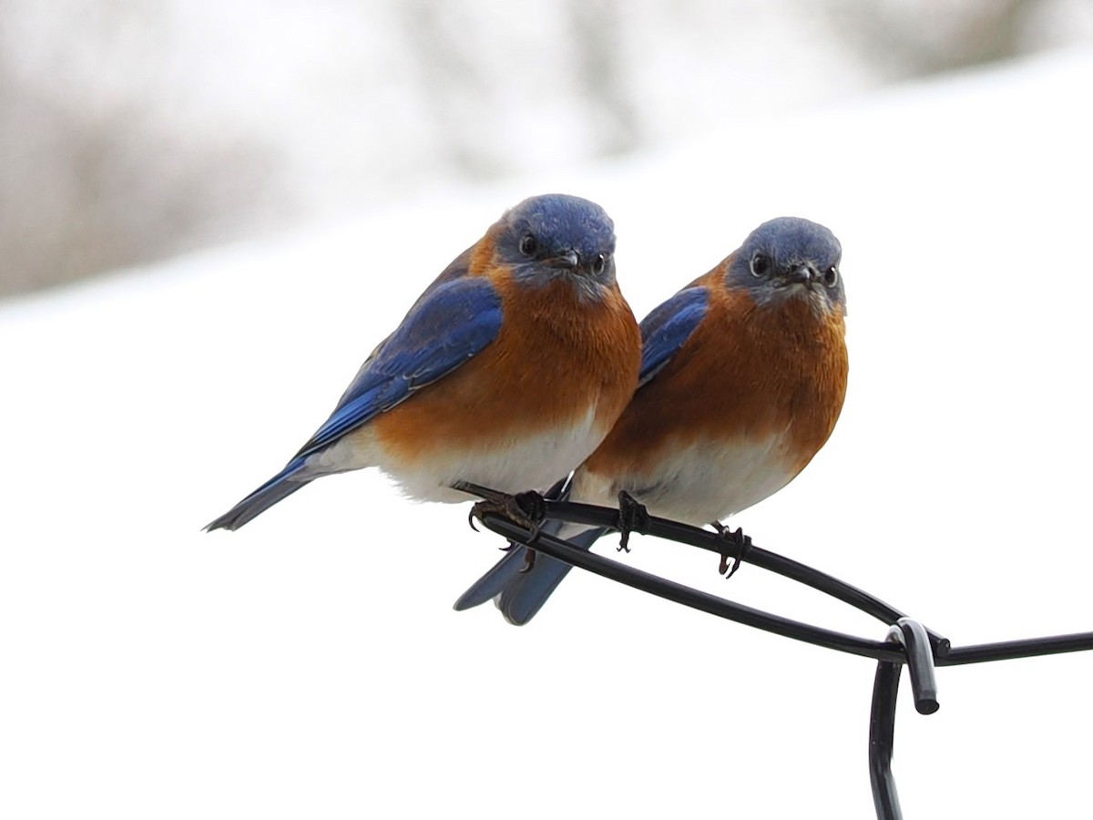 Eastern Bluebird - ML647304051