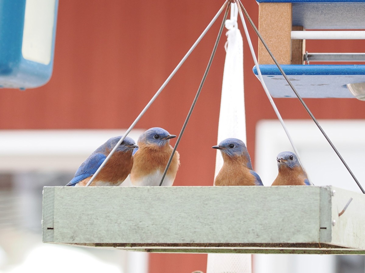 Eastern Bluebird - ML647304052