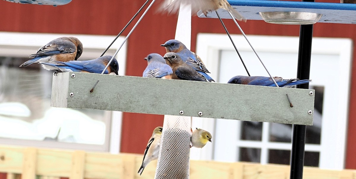 Eastern Bluebird - ML647304053
