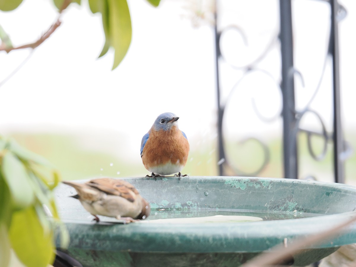 Eastern Bluebird - ML647304054
