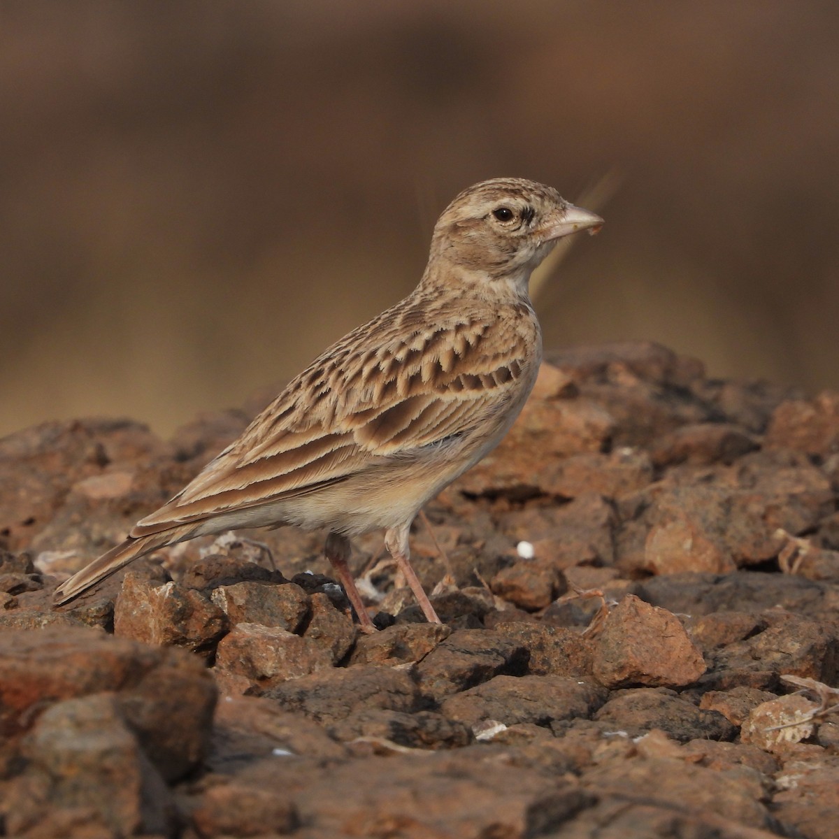 Mongolian Short-toed Lark - ML647304060