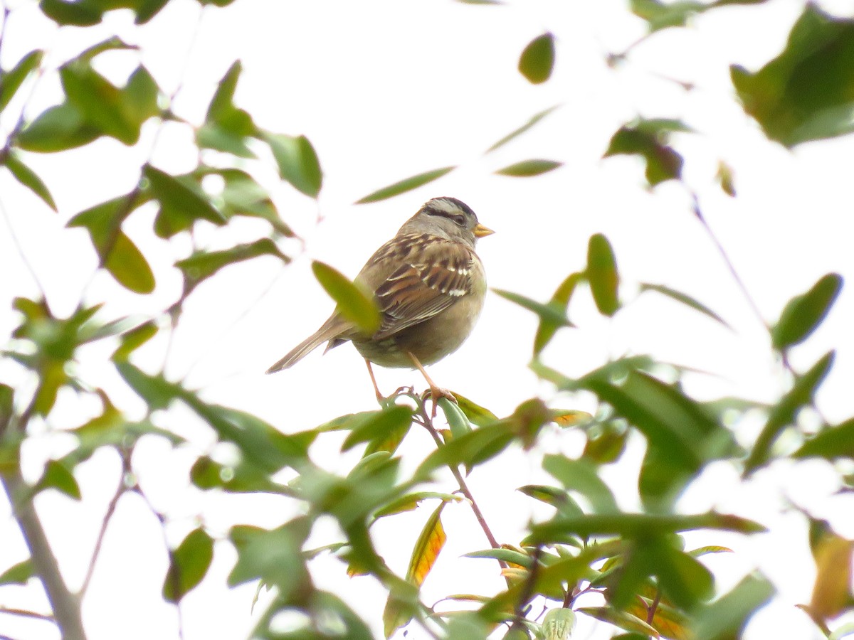 White-crowned Sparrow - ML647304065