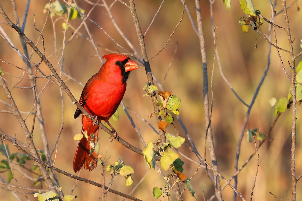 Northern Cardinal - ML647304073
