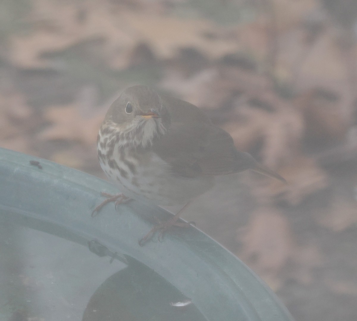 Hermit Thrush - ML647304076