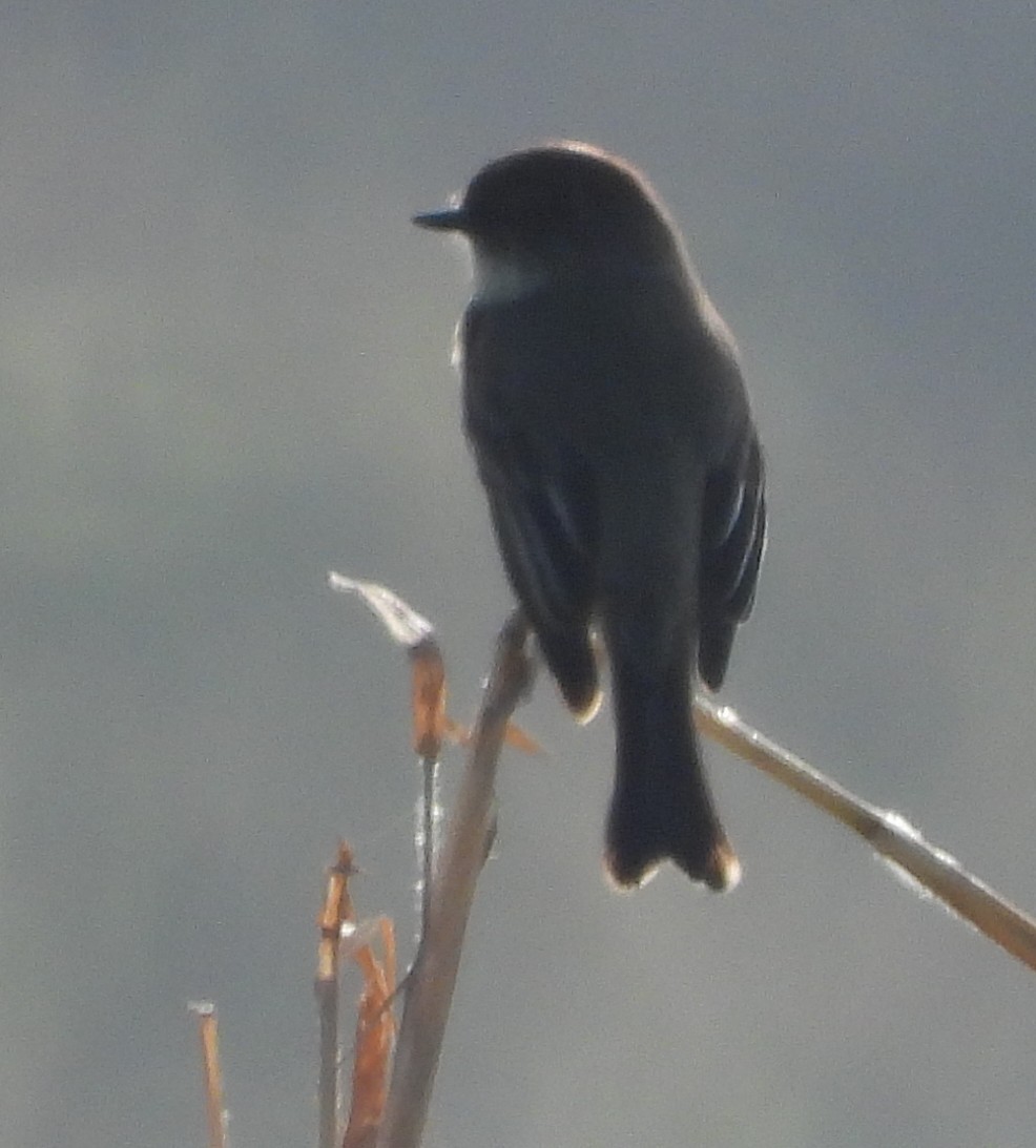 Eastern Phoebe - ML647304078