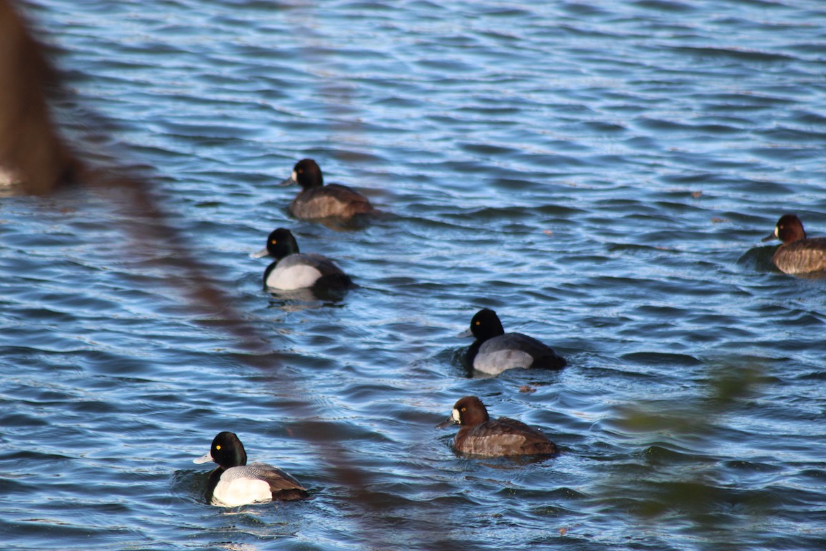 Petit Fuligule - ML647304085