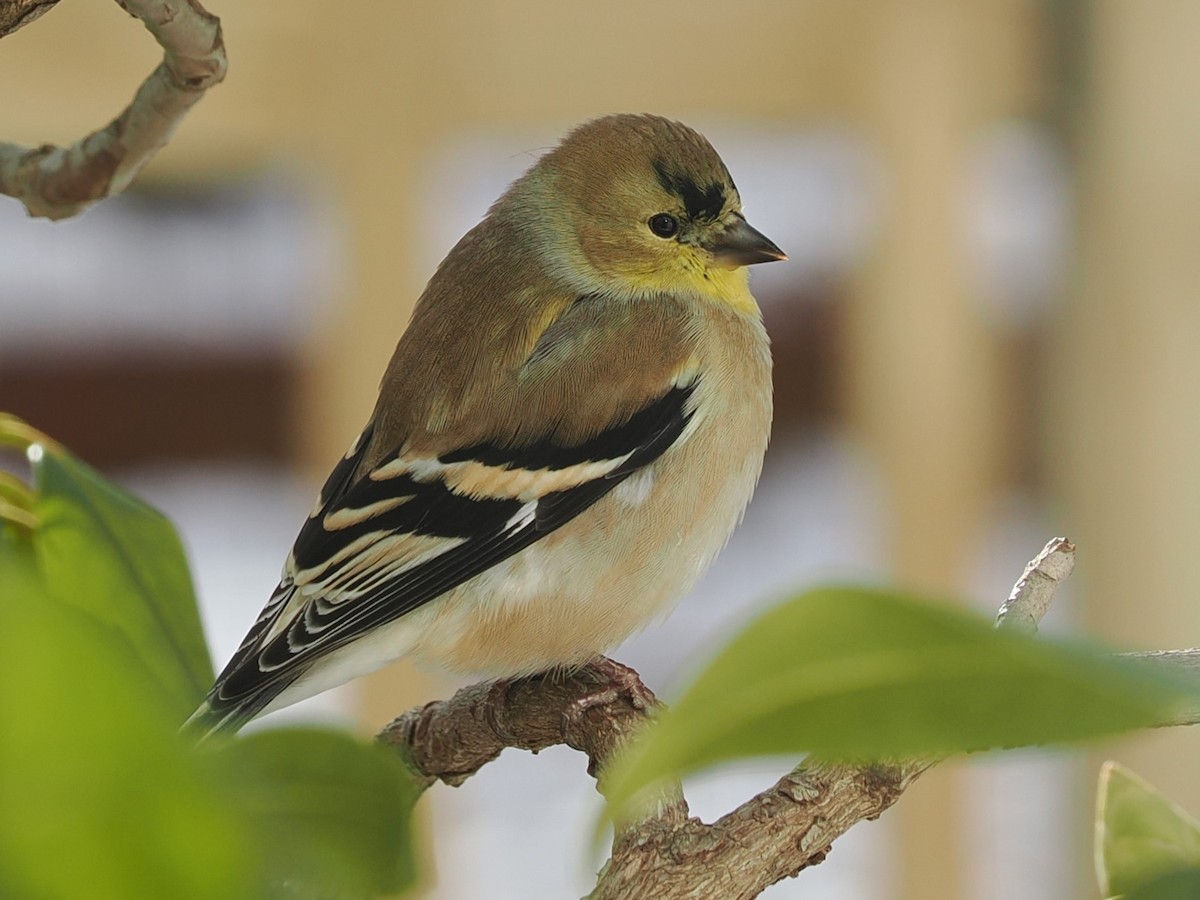 American Goldfinch - ML647304099