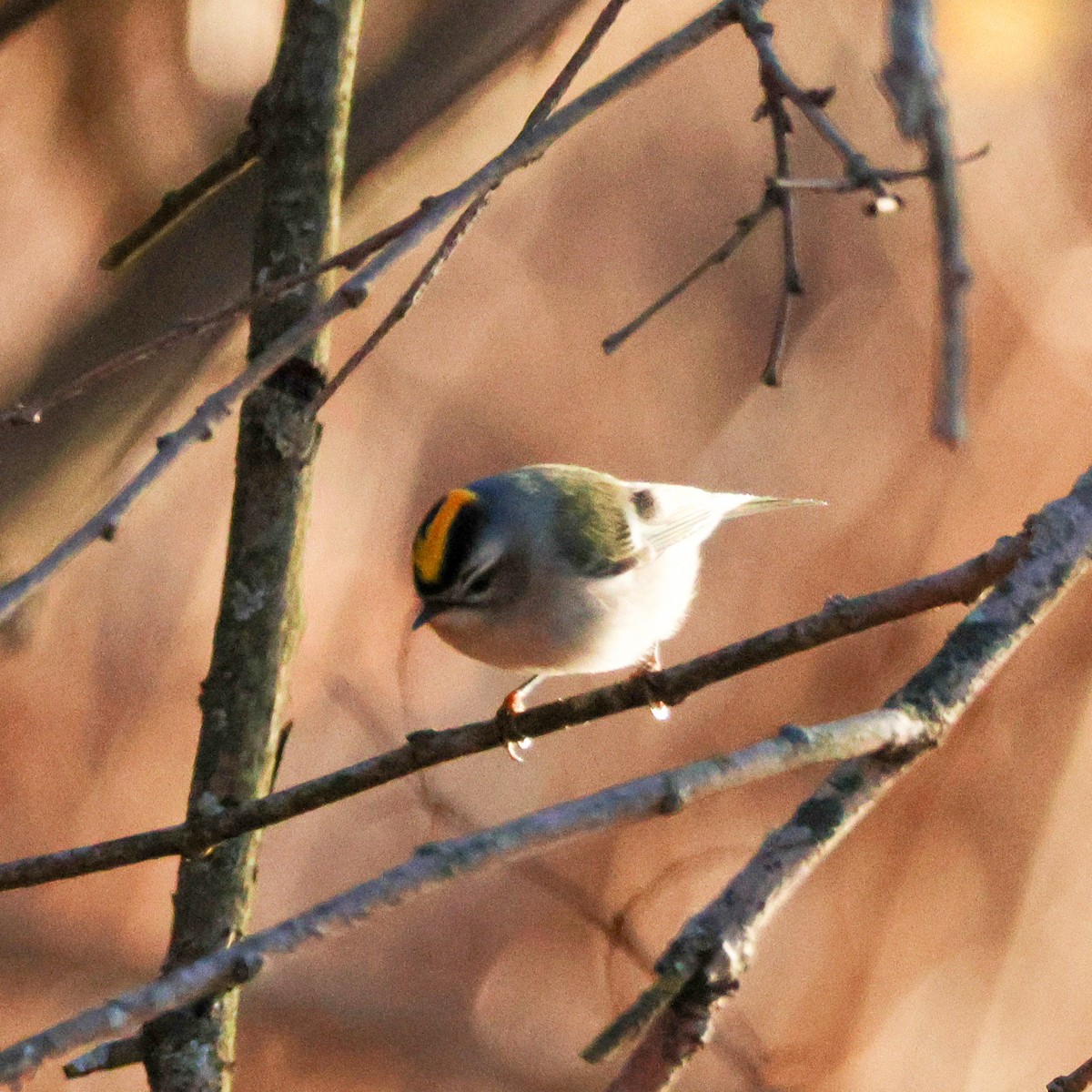 králíček zlatohlavý - ML647304100