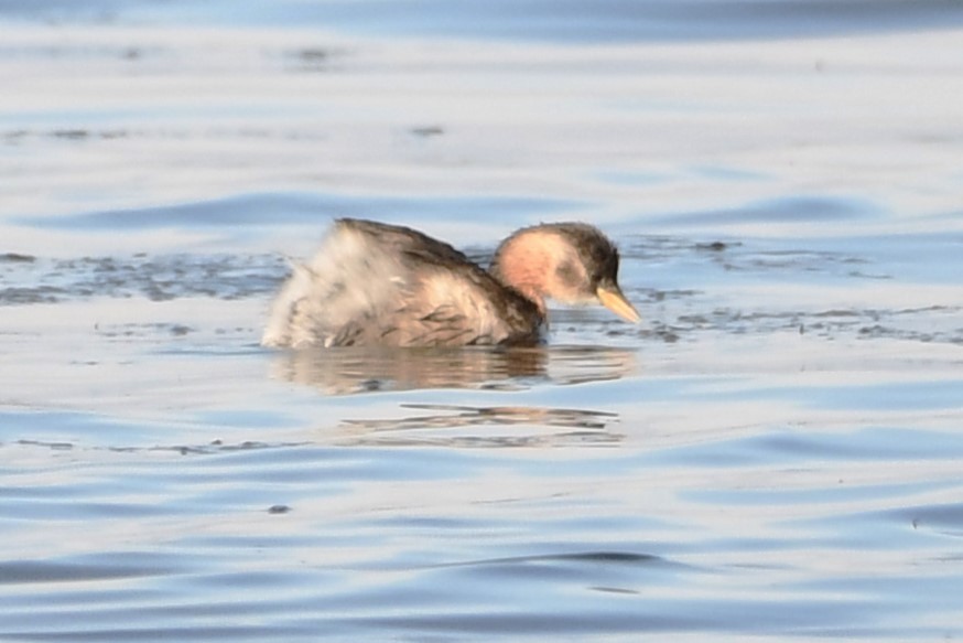 טבלן גמדי - ML647304102