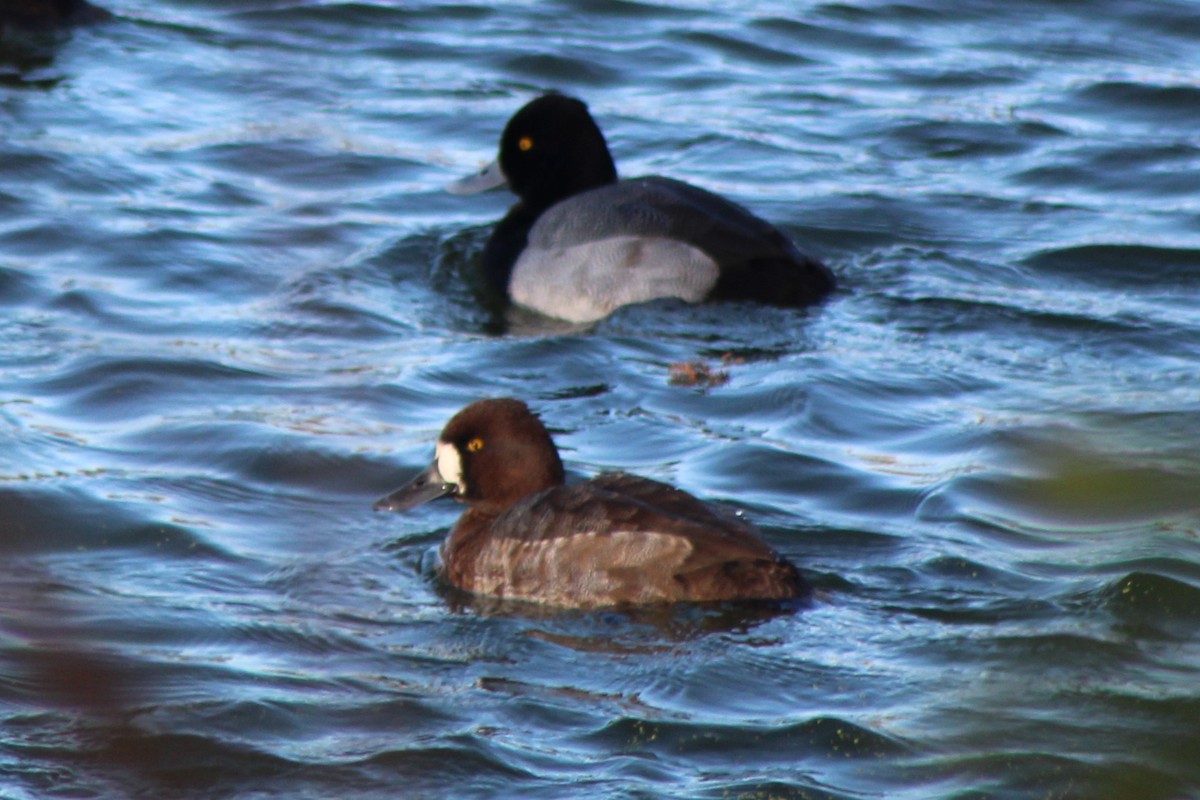 Petit Fuligule - ML647304108