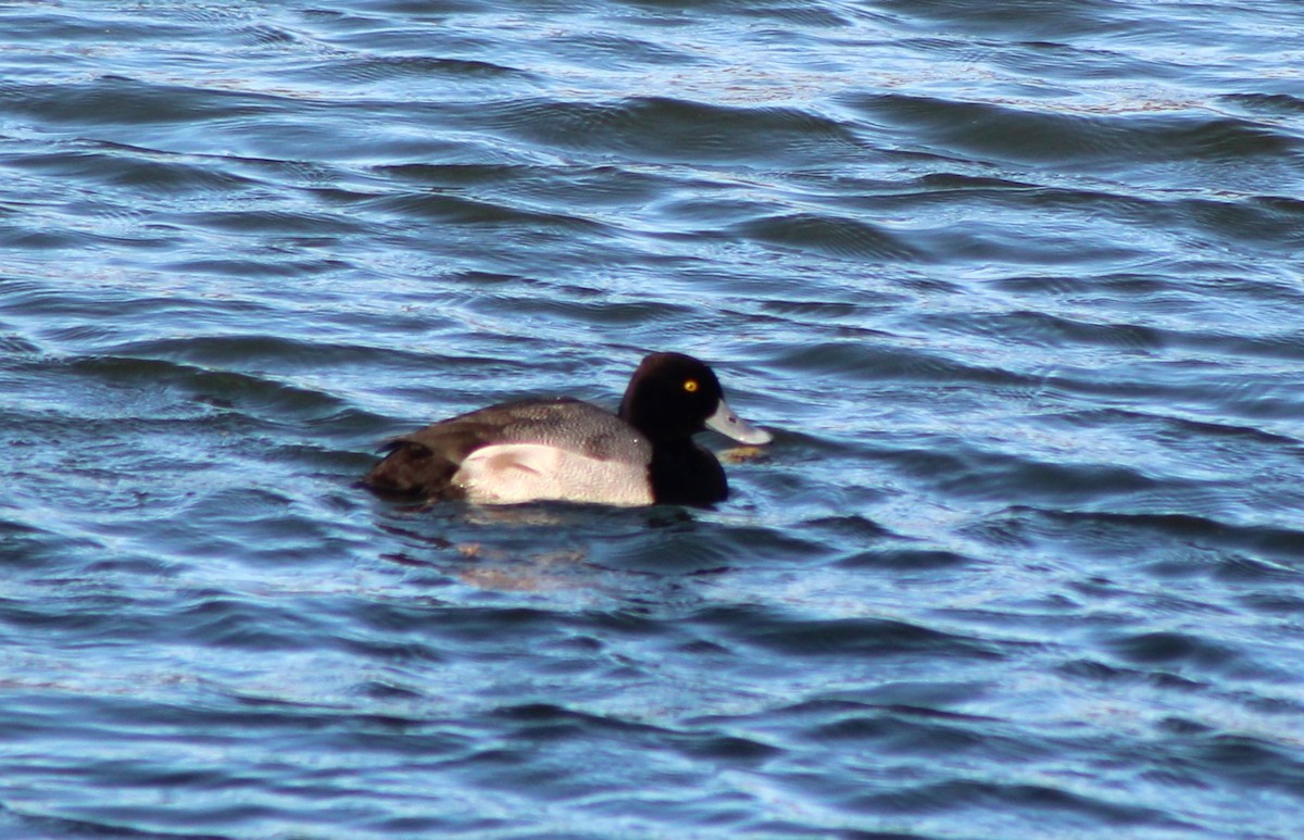 Petit Fuligule - ML647304109