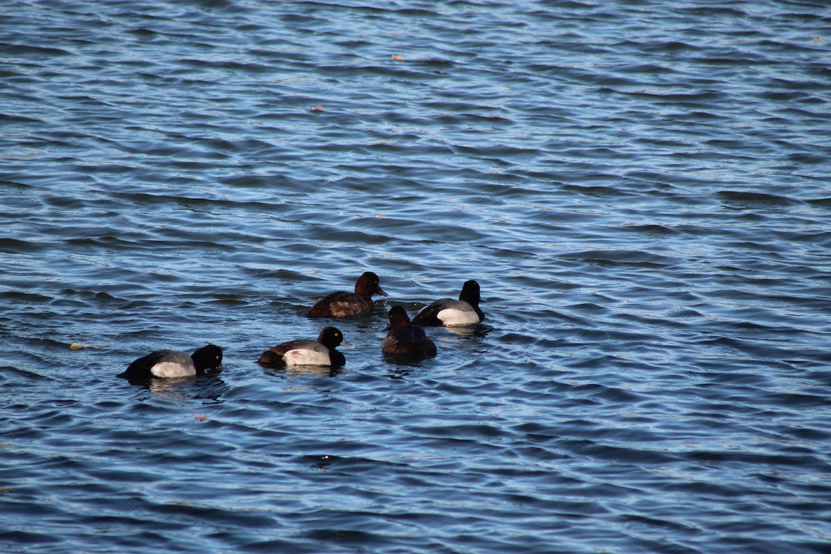 Petit Fuligule - ML647304110