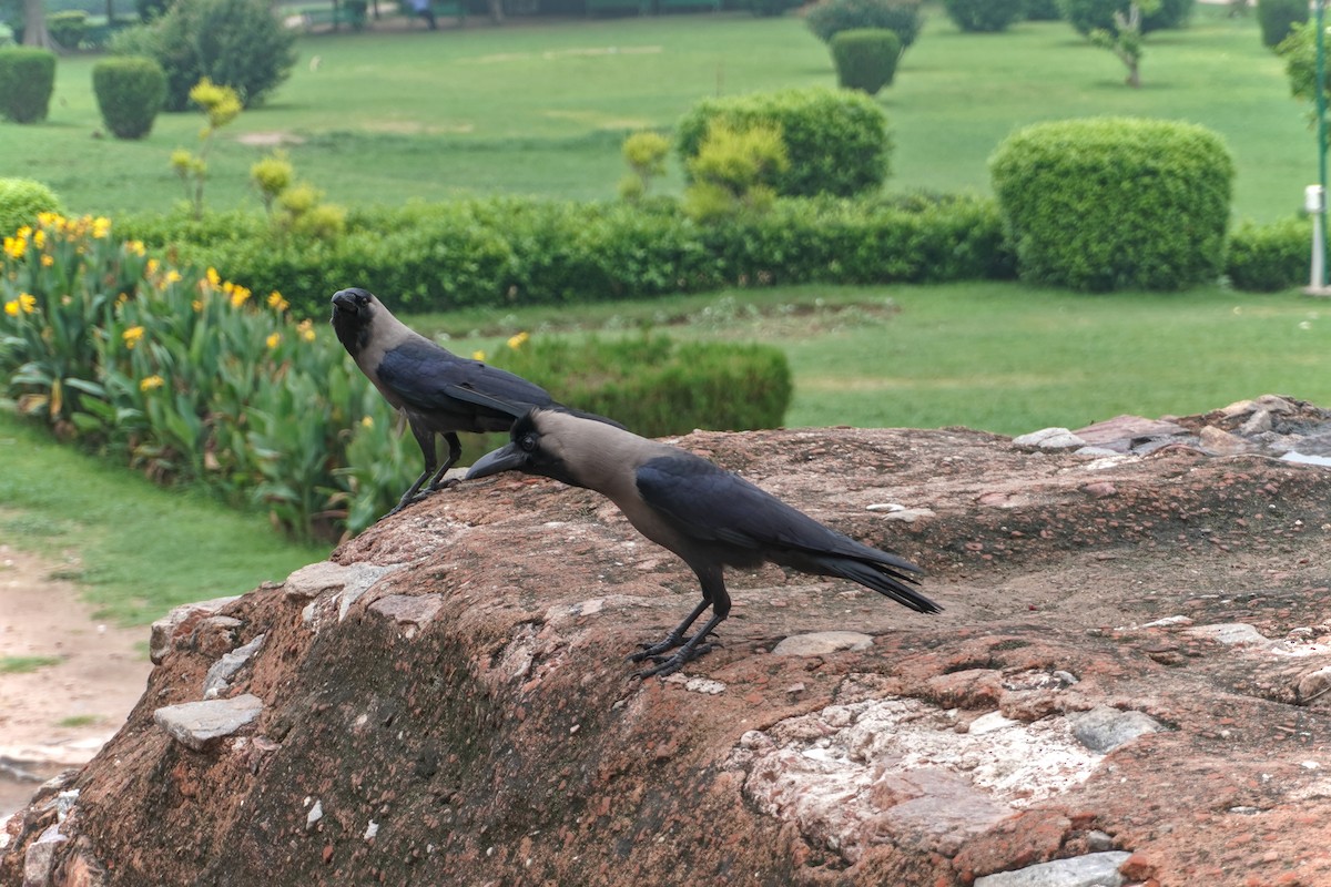 Ворона індійська - ML647304120