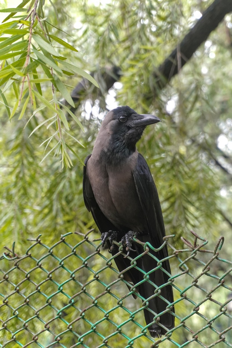 Ворона індійська - ML647304121