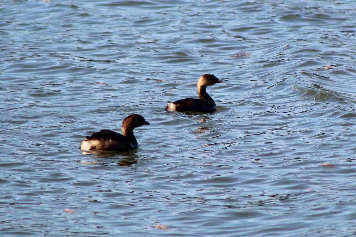 Grèbe à bec bigarré - ML647304122