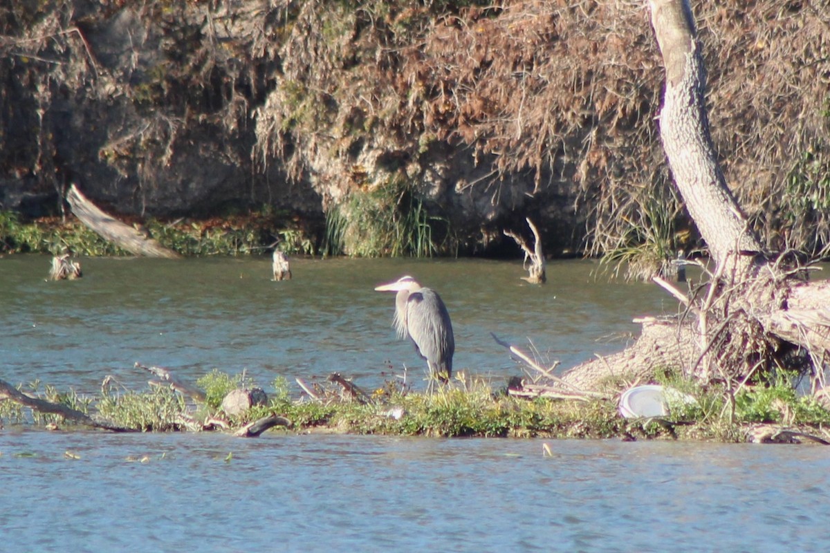 Grand Héron - ML647304137