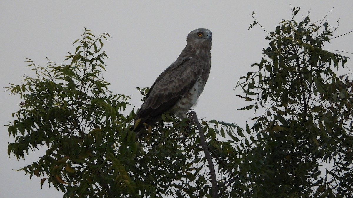 Short-toed Snake-Eagle - ML647304151
