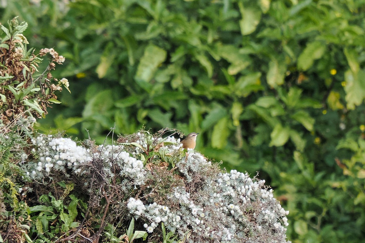 Cinnamon Bracken-Warbler - ML647304152