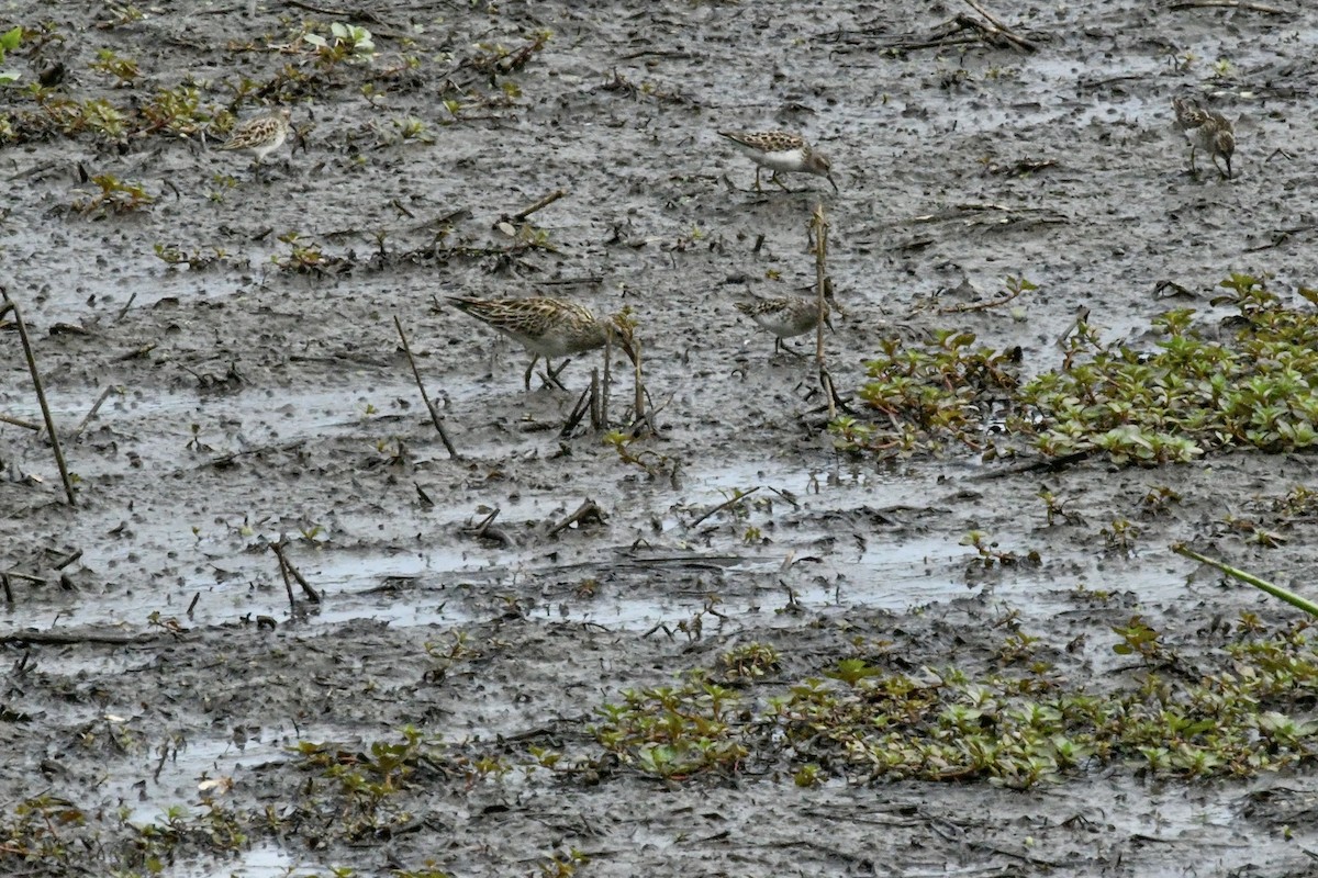 jespák skvrnitý - ML647304157