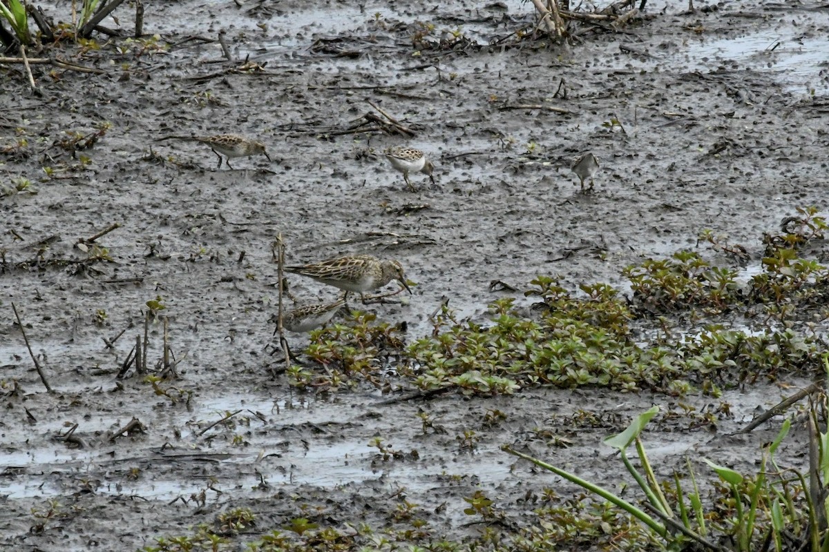 jespák skvrnitý - ML647304158