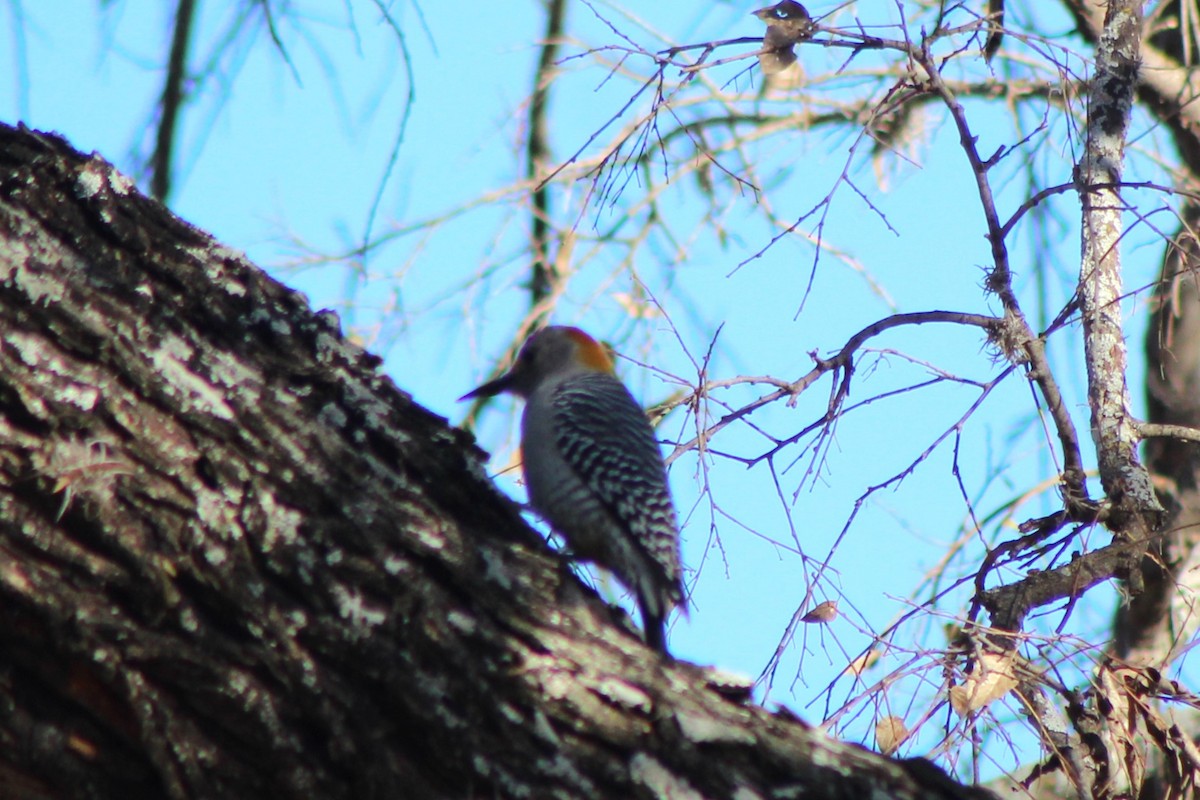 Pic à front doré - ML647304165