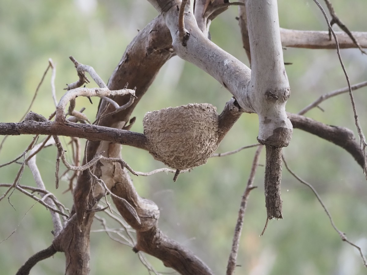 Magpie-lark - ML647304171