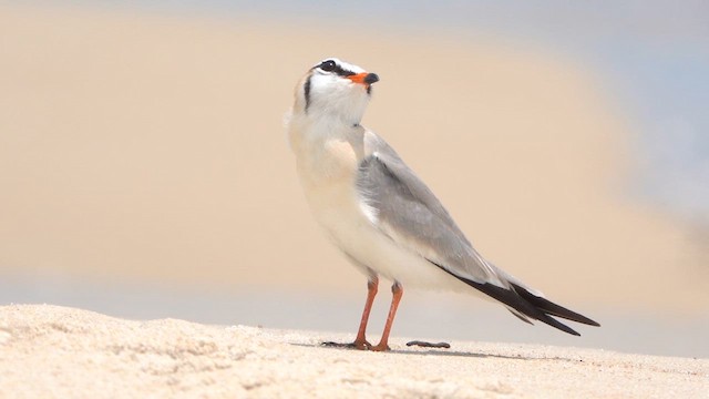 Gray Pratincole - ML647304173