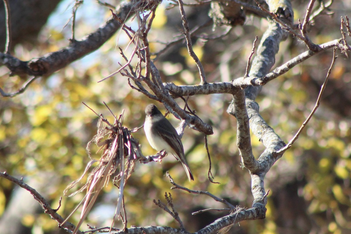 Eastern Phoebe - ML647304184