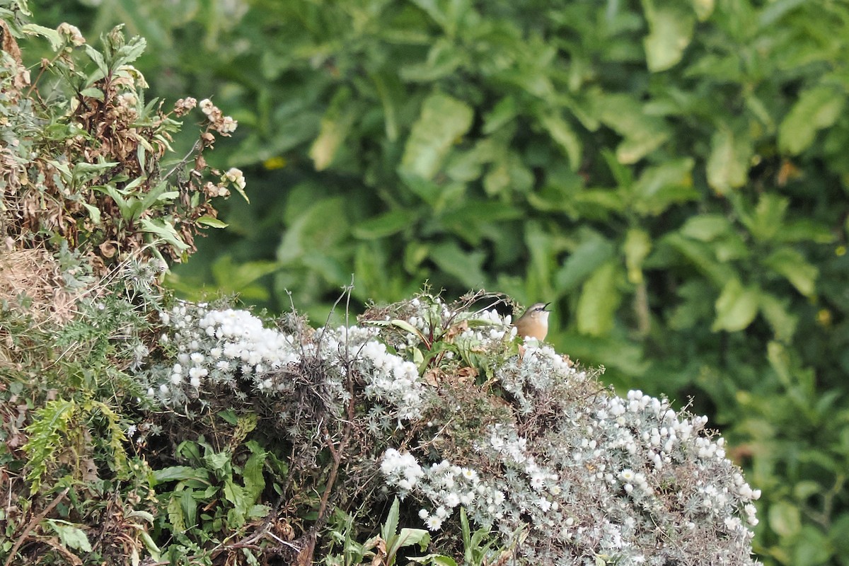 Cinnamon Bracken-Warbler - ML647304202