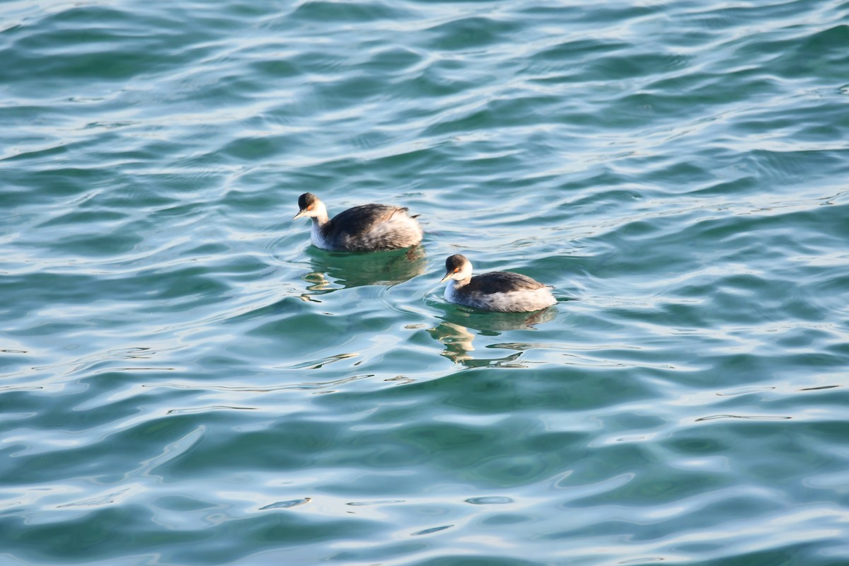 טבלן בינוני - ML647304207